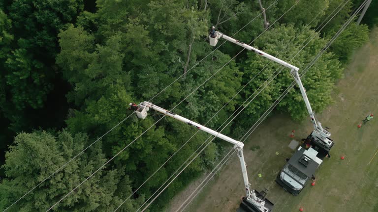 How Our Tree Care Process Works  in Harriman, NY